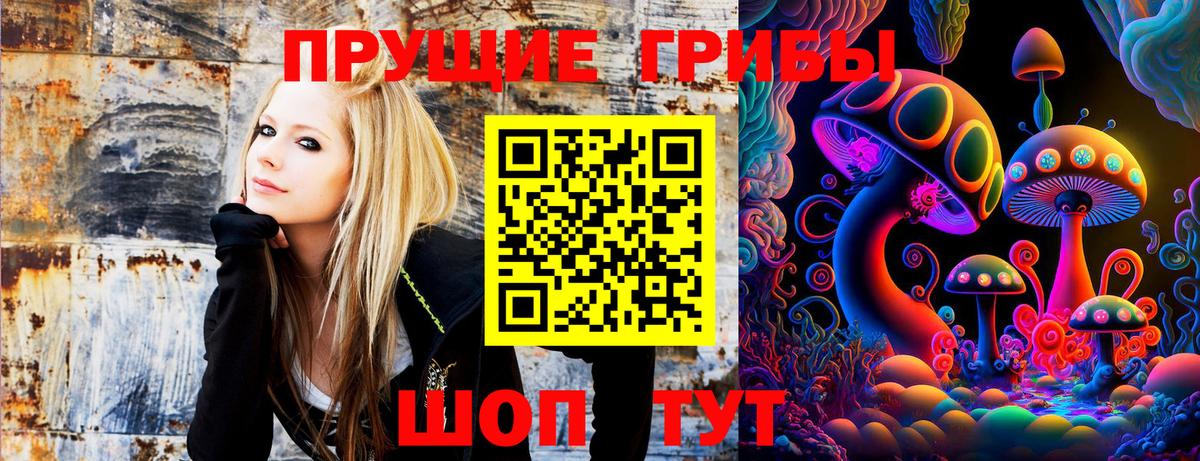 Псилоцибиновые грибы Cubensis Новозыбков